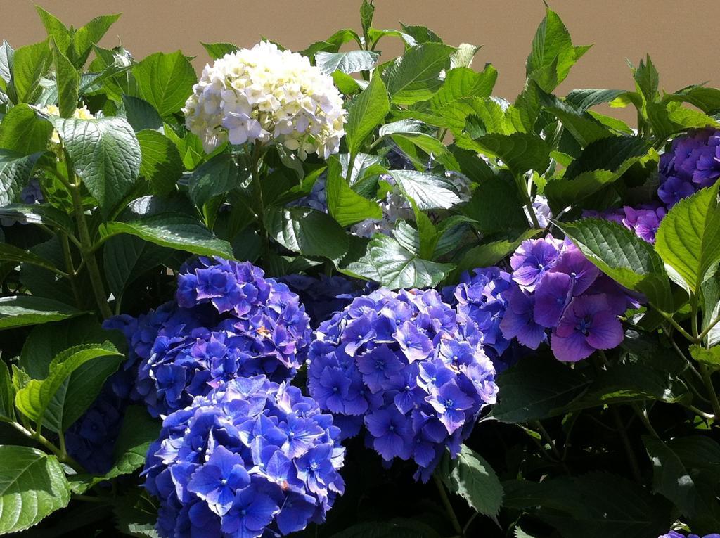 Ca' Di Pincia Bed and Breakfast Astano Buitenkant foto